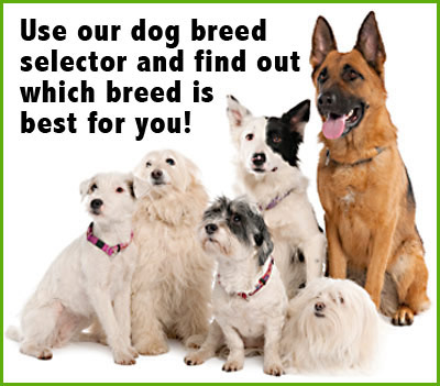 choosing-dog-breed-quiz-02.jpg